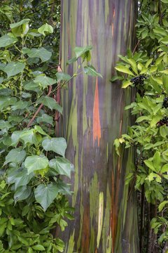 Coloured bark of rainbow eucalyptus deglupta (Eucalyptus Deglupta), Maui, Hawaii, USA