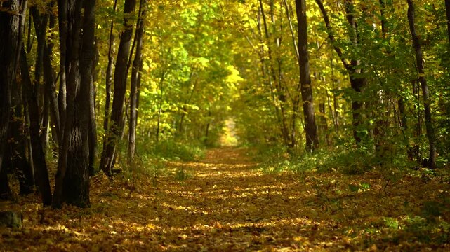 Golden Autumn Forest Trail with Fallen Leaves and Soft Sunlight