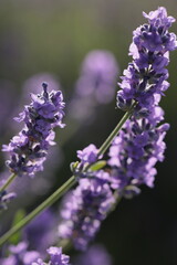 Fototapeta premium 朝陽に花びらが透けるラベンダー