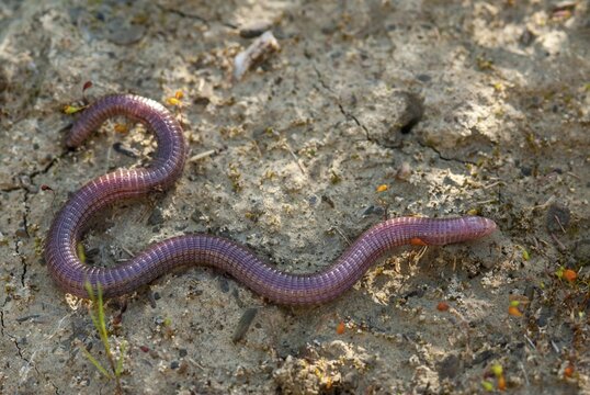 Blanus cinereus, Moorish web digs, Mediterranean worm lizard, web burrow, ringworm, lizards, Extremadura, reptiles, lizards, reptilia, reptiles, Spain