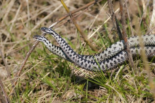 European adder, European viper, venomous snake, vipera berus, battle, critters, fight, poisonous, combat, commentary, reptilia, reptilia, reptiles, snakes, snakes