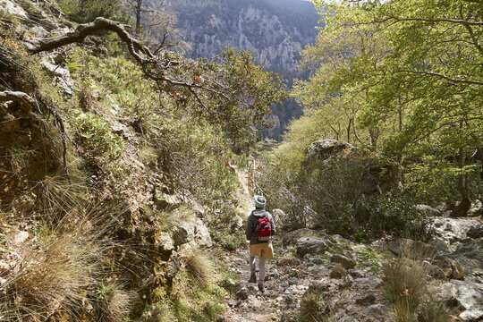 Spring in Crete, hikers from behind on hiking path, green trees left and right of path, mountain wall, Agia Irini gorge, southwest Crete, island of Crete, Greece