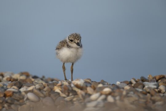 Ringed plover (Charadrius hiaticula) juvenile baby chick wading bird on a shingle beach in summer, Suffolk, England, United Kingdom