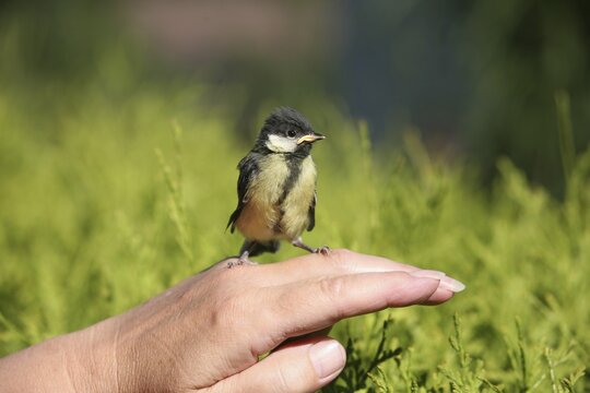 Great tit (Parus major) almost fledged young bird on a female hand, Allg&auml;u, Bavaria, Germany