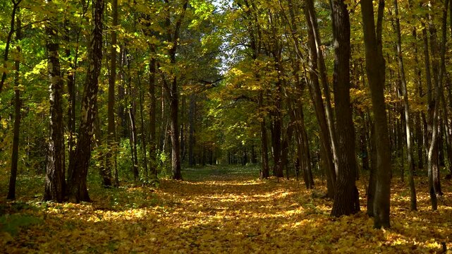 Autumn Woodland Trail Carpeted with Golden Leaves Between Tall Trees