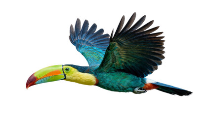 Colorful toucan bird with vibrant beak flying, isolated on transparent background © Charlie