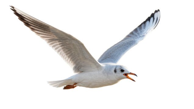 White seagull with open beak flying, isolated on transparent background