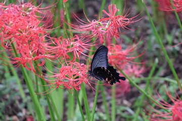 A black swallowtail butterfly sipping nectar from a red spider lily © Mt. Cape