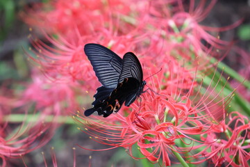 A black swallowtail butterfly sipping nectar from a red spider lily © Mt. Cape