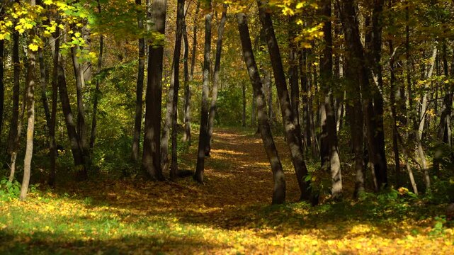 Winding Autumn Forest Trail Framed by Leaning Trees and Golden Leaves