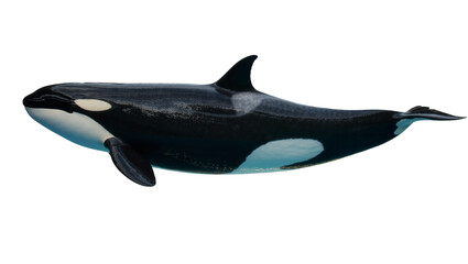 Orca whale with black and white markings, isolated on transparent background © Charlie