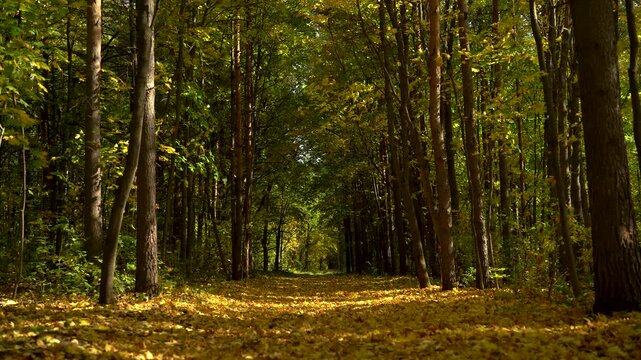Autumn Forest Avenue with Tall Trees and a Carpet of Golden Leaves