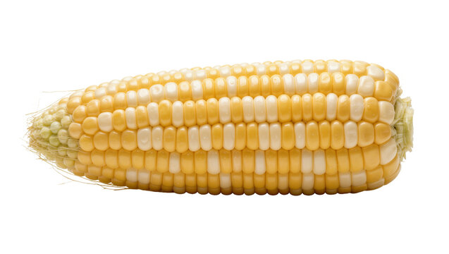Fresh bi-color corn cob with yellow and white kernels, isolated on transparent background