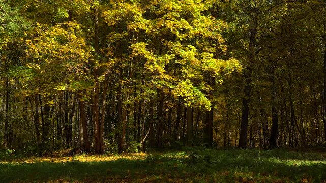 Sunlit Golden Autumn Foliage in a Dense Woodland