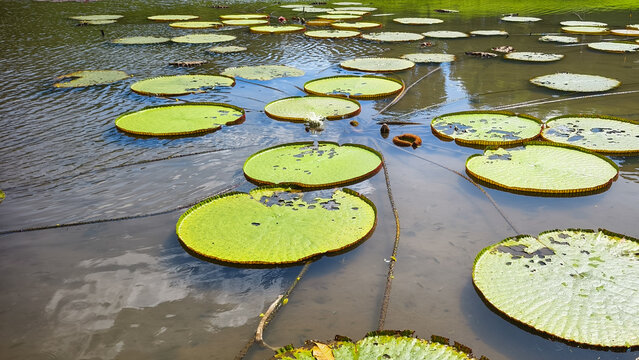Giant Water Lilies Floating on a Serene Lake Surface, Aquatic Plants in Calm Water