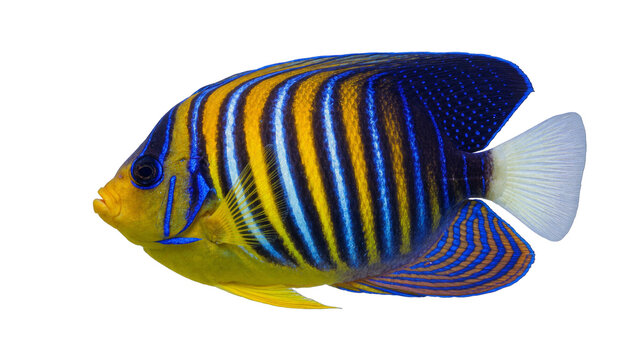 Regal angelfish with vibrant yellow and blue stripes, isolated on transparent background