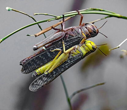 Migratory locust on the branch. Latin name - Locusta migratoria	