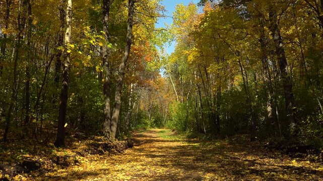 Sunlit Autumn Woodland Road with Golden Foliage and Fallen Leaves