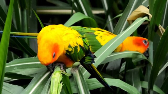 Colorful sun parakeets at the zoo
