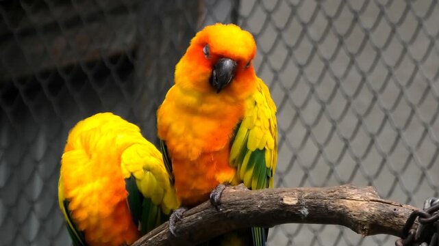Colorful sun parakeets at the zoo