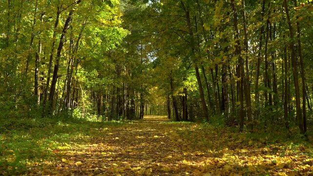 Long Autumn Forest Path Under a Sunlit Golden and Green Canopy