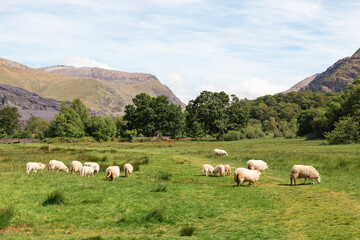 Obraz premium Flock of Welsh mountain sheep grazing in a green pasture with Snowdonia mountains and slate quarry landscape behind, Llanberis, North Wales