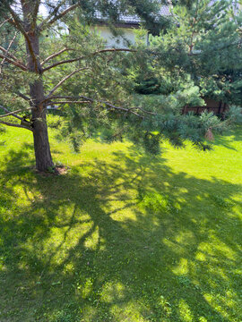 A Lush Green Backyard Featuring a Majestic Pine Tree Casting Expansive Shadows on the Vibrant Lawn Below, Surrounded by Nature's Beauty