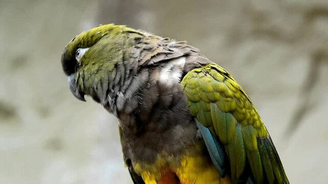 Closeup of a burrowing parrot at the zoo