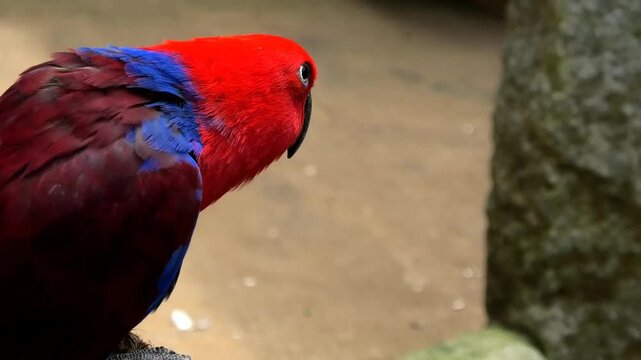 Closeup of an eclectus parrot perched on a rope at the zoo