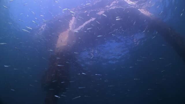 Underwater shot of Sprat fish swimming in a school under Swanage Pier. Dorset, UK