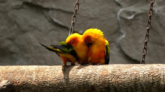 Colorful sun parakeets at the zoo