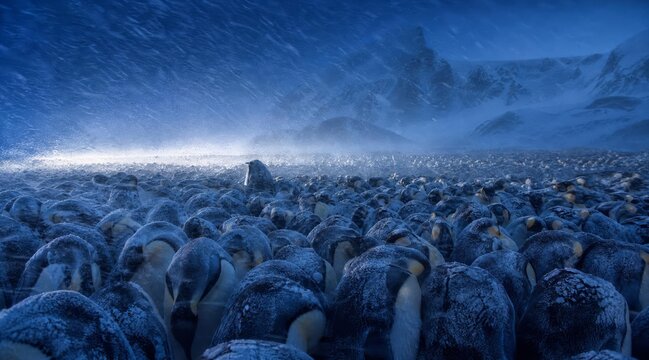 Emperor penguin colony huddling during an Antarctic winter blizzard