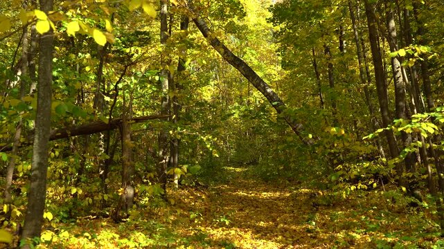 Golden Autumn Forest Path with a Leaning Tree and Sunlit Yellow Leaves