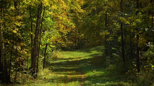 Sunlit Grassy Forest Path with Birch Trees and Golden Autumn Foliage