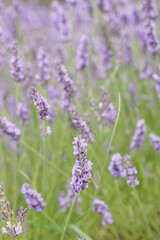 Fototapeta premium Close up view of fresh fragrant lavender blossoms growing in a rural meadow during a bright sunny day