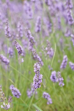 Close up view of fresh fragrant lavender blossoms growing in a rural meadow during a bright sunny day