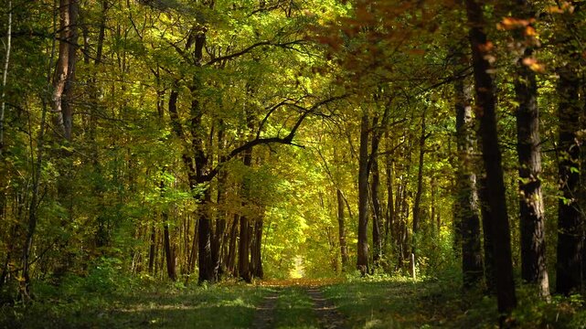 Man Nordic Walking Along a Sunlit Autumn Forest Trail