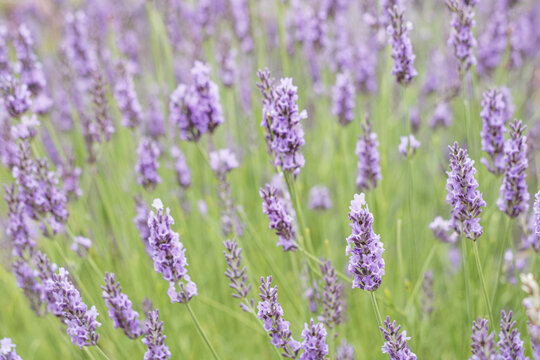 Close up view of fresh fragrant lavender blossoms growing in a rural meadow during a bright sunny day