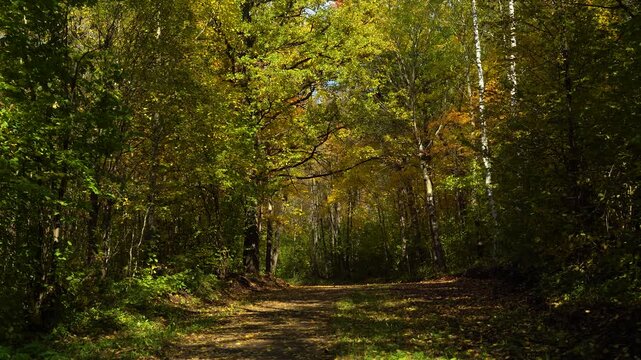 Curving Dirt Road Through an Autumn Forest with Golden Overhanging Branches