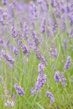 Beautiful blooming lavender flowers in a sunny summer field with soft focus and natural purple and green colors