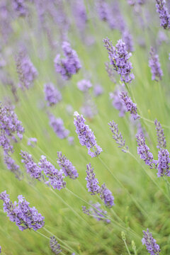 Scenic nature background featuring blooming purple lavender plants swaying gently in the summer breeze