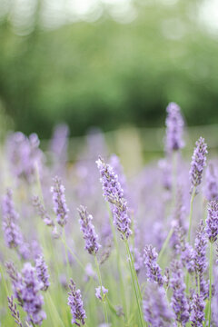 Beautiful blooming lavender flowers in a sunny summer field with soft focus and natural purple and green colors