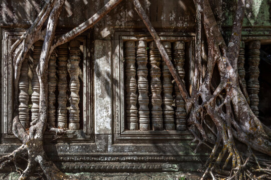 Roots of a Kapok Tree (Silk Cotton tree) growing on the ruins of Prasat Beng Mealea, khmer temple in the jungle, Angkor, Cambodia