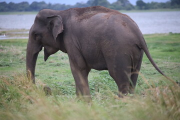 Fototapeta premium Elephant walking slowly through tall grass with a tranquil river flowing in the background during daytime.