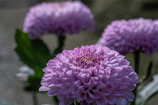 Close-up shot of elegant light purple pompon chrysanthemum flowers.