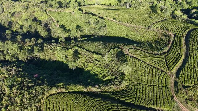 Sunlit aerial panorama of winding tea terraces and forested slopes at Kertowono plantation.