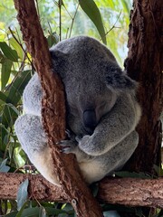 koala © Jess