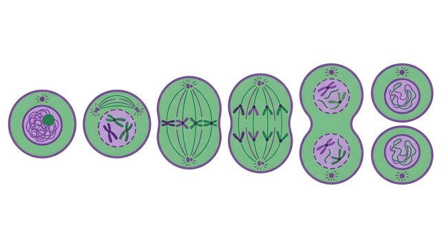 Illustration showing different stages of mitosis in green eukaryotic cell.