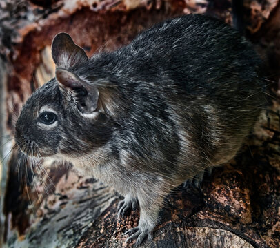 Common degu on the log. Latin name - Octodon degus	