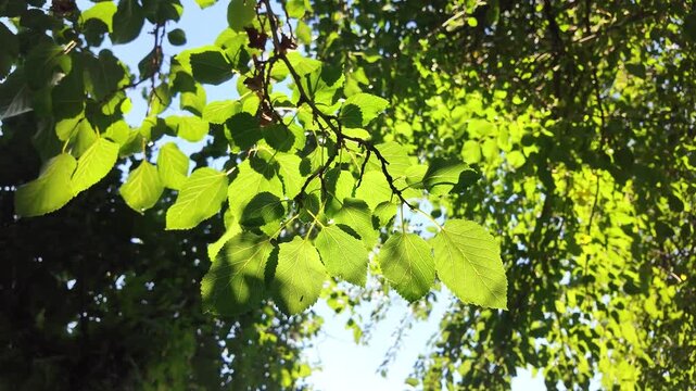 Close-up of vibrant green tree leaves backlit by bright warm sunlight against a blue sky. Detailed view of the leaf veins and texture. Perfect for nature, environment, and spring concepts.